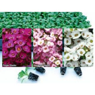 Compra ALYSSUM CLEAR MIX (240 Plantas) en la tienda online Fito Agrícola