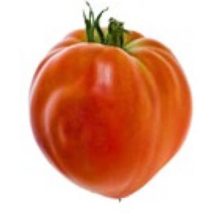 Compra TOMATE VALENCIANO MS6 en la tienda online Fito Agrícola