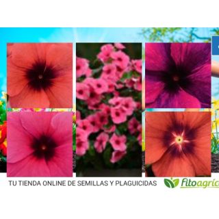 Compra VINCA TATTOO MIX (240 Plantas). en la tienda online Fito Agrícola