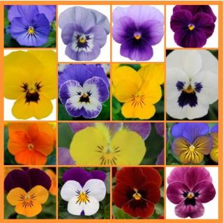 Compra VIOLA CORNUTA SORBET MIX (240 Plantas). en la tienda online Fito Agrícola