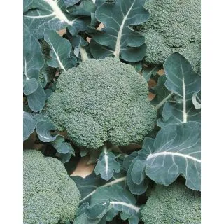 Compra BROCOLI BELSTAR F1 ECOLÓGICO Precisión (10.000 Semillas). en la tienda online Fito Agrícola
