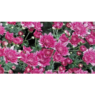 Compra CRYSANTHEMUM AVALON PURPLE (125 PLantas). en la tienda online Fito Agrícola