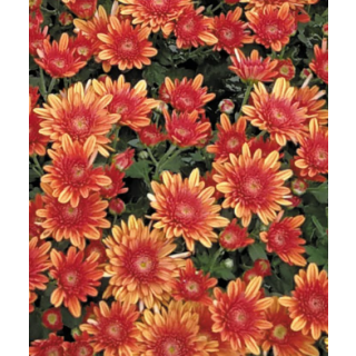 Compra CRYSANTHEMUM SORRENTO ORANGE (125 PLantas). en la tienda online Fito Agrícola
