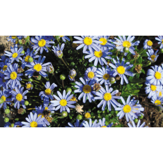 Compra FELICIA FELICI TARA (126 Plantas). en la tienda online Fito Agrícola