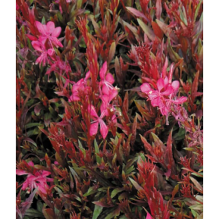 Compra GAURA GAUDI RED (126 Plantas). en la tienda online Fito Agrícola