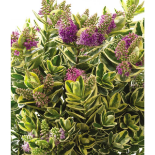 Compra HEBE KATRINE (84 Plantas). en la tienda online Fito Agrícola