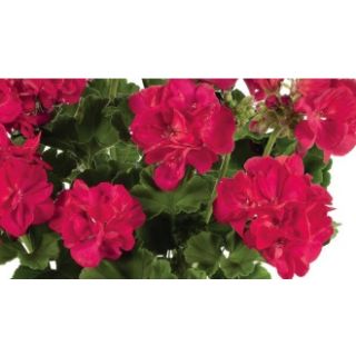 Compra GERANIO ZONALE TOSCANA FRAUKE PURPLE RED HV (126 Plantas). en la tienda online Fito Agrícola