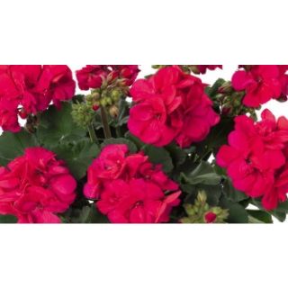 Compra GERANIO ZONALE TOSCANA CASTELLO NEON PURPLE HN (125 Plantas). en la tienda online Fito Agrícola