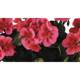 Compra GERANIO ZONALE TOSCANA DOLCE VITA CORAL EYE HN (126 Plantas). en la tienda online Fito Agrícola