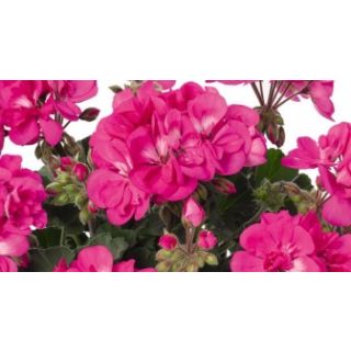 Compra GERANIO ZONALE TOSCANA DOLCE VITA LILAC HN (126 Plantas). en la tienda online Fito Agrícola