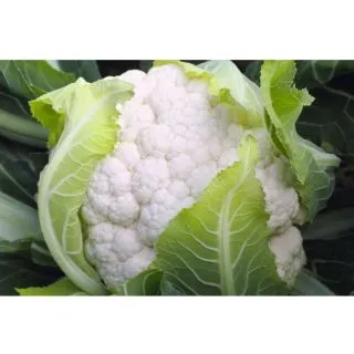 Compra COLIFLOR MEDAILLON ECOLÓGICA F1 Precisión (1.000 Semillas). en la tienda online Fito Agrícola