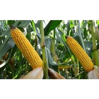 Compra MAÍZ ILLUSTRADO Ciclo 300-350 (50.000 Semillas) en la tienda online Fito Agrícola