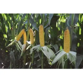 Compra MAÍZ SCIELLO Ciclo 450 (50.000 Semillas) en la tienda online Fito Agrícola