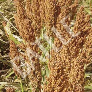 Compra SORGO GRANO ROJO RUBY (300.000 Semillas) en la tienda online Fito Agrícola