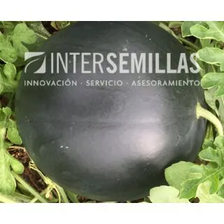Compra SANDÍA ISA F-1 (1.000 Semillas). en la tienda online Fito Agrícola