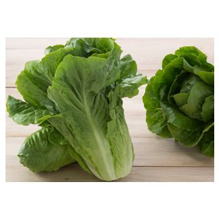 Compra LECHUGA ASTÚN Pildorada (5.000 Semillas). en la tienda online Fito Agrícola