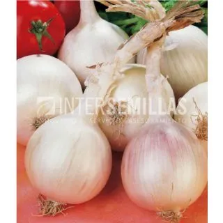 Compra CEBOLLA BLANCA TONDA MUSONA ECOLÓGICA (500 gr.). en la tienda online Fito Agrícola