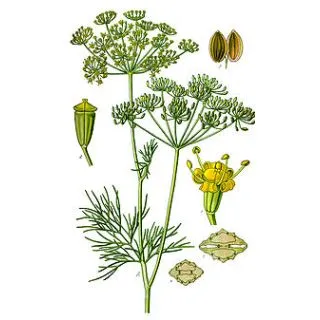 Compra ENELDO COMUN ECOLÓGICO (500 gr.). en la tienda online Fito Agrícola