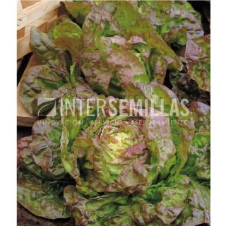 Compra LECHUGA MARAVILLA CUATRO ESTACIONES ECOLÓGICA (100 gr.). en la tienda online Fito Agrícola