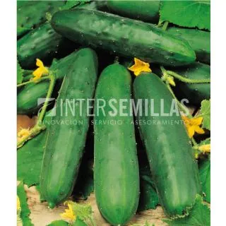 Compra PEPINO MARKETMORE ECOLÓGICO (100 gr.). en la tienda online Fito Agrícola