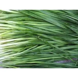 Compra CEAPĂ CHINEZEASCĂ (100 gr.). en la tienda online Fito Agrícola