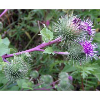 Compra BARDANA (10 gr.). en la tienda online Fito Agrícola