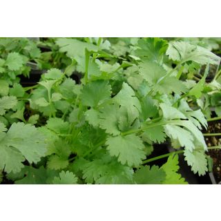 Compra CILANTRO SLOWBOLT (5 Kgr.). en la tienda online Fito Agrícola