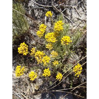 Compra CURRY (10 gr.). en la tienda online Fito Agrícola