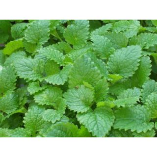 Compra MELISA (50 gr.). en la tienda online Fito Agrícola