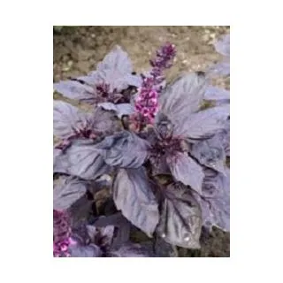 Compra BUSUIOC RUBI (50 gr.). en la tienda online Fito Agrícola