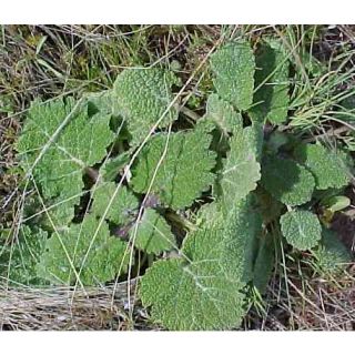 Compra SALVIA ROMANA (50 gr.). en la tienda online Fito Agrícola