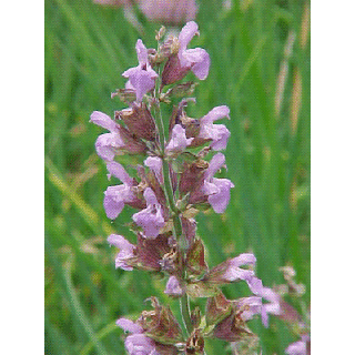 Compra SALVIA COMUN (50 gr.). en la tienda online Fito Agrícola