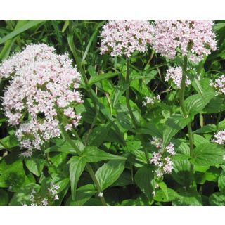 Compra VALERIANA (50 gr.). en la tienda online Fito Agrícola