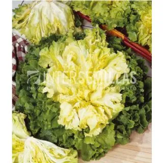 Compra ESCAROLA GIGANTE HORTELANA (100 gr.). en la tienda online Fito Agrícola