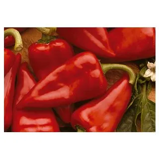 Compra ARDEI PIQUILLO Calibrat (1000 de semințe). en la tienda online Fito Agrícola