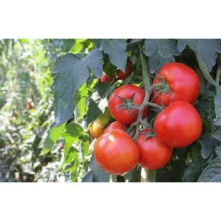 Compra TOMATE BIGRAM SW F-1 (1.000 Semillas) en la tienda online Fito Agrícola