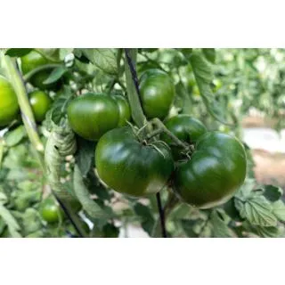 Compra TOMATE CARBONERO F-1 (1.000 Semillas) en la tienda online Fito Agrícola