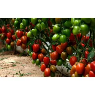 Compra TOMATE ESTURION F-1 (1.000 Semillas). en la tienda online Fito Agrícola