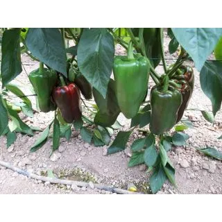 Compra PIMIENTO RIO GRANDE F1 (1.000 Semillas) en la tienda online Fito Agrícola