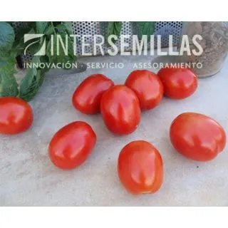 Compra TOMATE KIZOMBA F-1 (1000 Semillas). en la tienda online Fito Agrícola