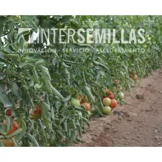 Compra TOMATE TESAR F-1 (1000 Semillas). en la tienda online Fito Agrícola