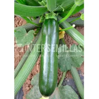 Compra CALABACÍN ESENCIA F-1 (1.000 Semillas) en la tienda online Fito Agrícola