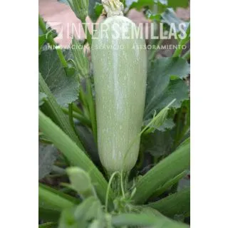 Compra CALABACÍN MURALLA F1 (1.000 Semillas) en la tienda online Fito Agrícola
