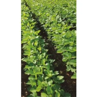 Compra SOJA LUNA (22,70 Kgr.). en la tienda online Fito Agrícola