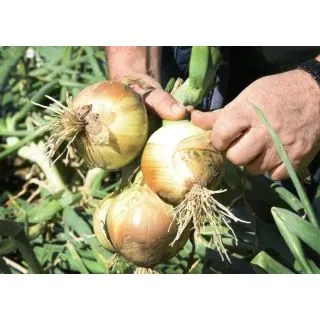 Compra CEBOLLA NIZA Pildorada (25.000 Semillas). en la tienda online Fito Agrícola