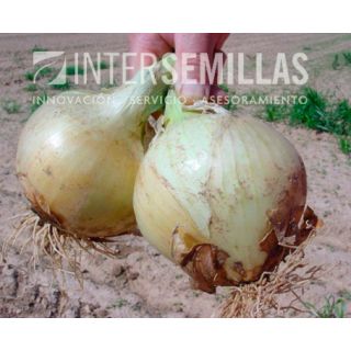 Compra CEBOLLA ESPADAN F1 Pildorada (25.000 Semillas). en la tienda online Fito Agrícola