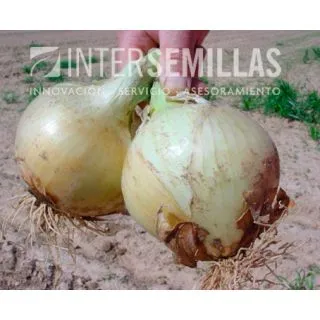 Compra CEBOLLA ESPADAN F1 Pildorada (25.000 Semillas). en la tienda online Fito Agrícola