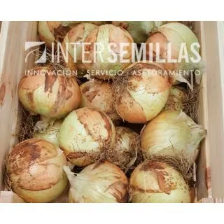 Compra CEBOLLA OSAKA F1 Pildorada (25.000 Semillas). en la tienda online Fito Agrícola