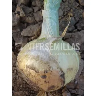 Compra CEBOLLA OSAKA SP F1 Pildorada (25.000 Semillas). en la tienda online Fito Agrícola