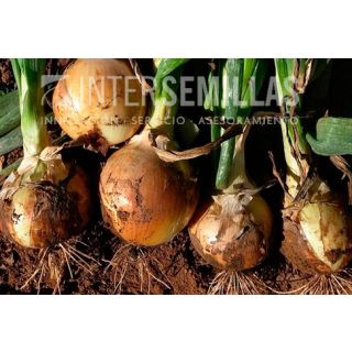 Compra CEBOLLA MAZA F1 Pildorada (25.000 Semillas). en la tienda online Fito Agrícola